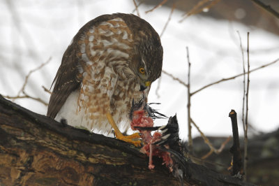 Sharp-shinned Hawk / pervier brun