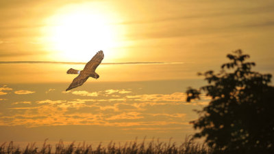 Northern Harrier / Buzard Saint Martin