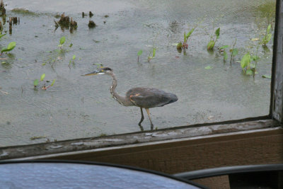 Great blue heron / Grand hron