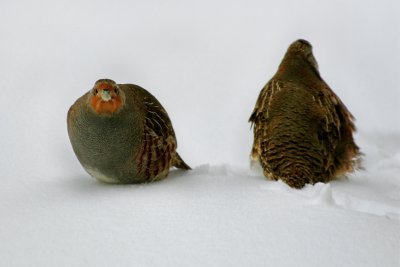 PERDRIX GRISE / GRAY PARTRIDGES