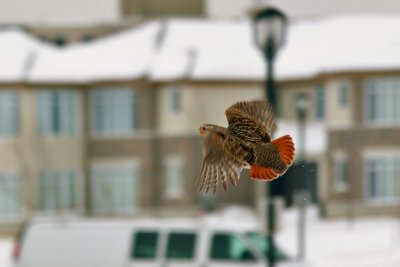 PERDRIX GRISE / GRAY PARTRIDGE