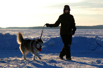 MALAMUTE D'ALASOKA