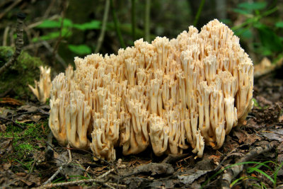 CHAMPIGNON