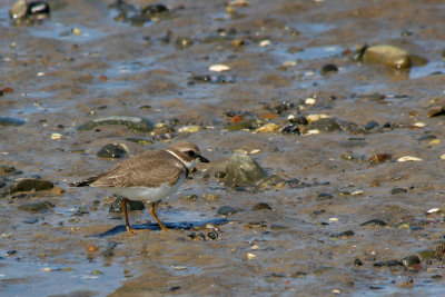 PLUVIER SEMIPALM / SEMIPALMATED PLOVER
