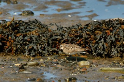 BCASSEAU MINUSCULE / LEAST SANDPIPER