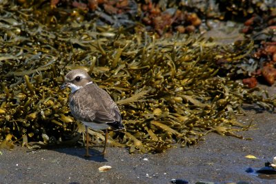 PLUVIER SEMIPALM / SEMIPALMATED PLOVER