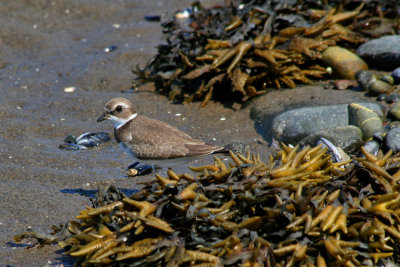 PLUVIER SEMIPALM / SEMIPALMATED PLOVER