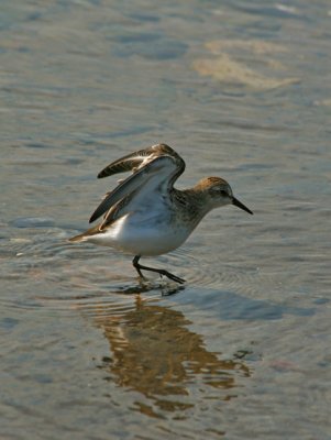 BCASSEAU MINUSCULE / LEAST SANDPIPER