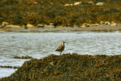 COURLIS CORLIEU / WHIMBREL