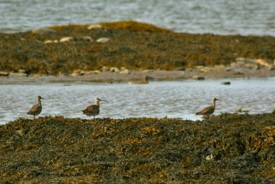 WHIMBREL / COURLIS CORLIEU