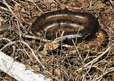 Anaconda 1A.jpg