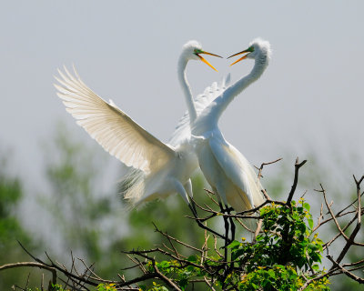 The Dance- A Great Egret Courtship gallery