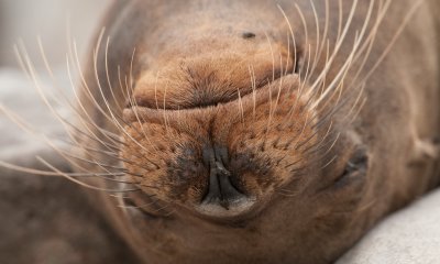 Sea lion closeup_1049.JPG