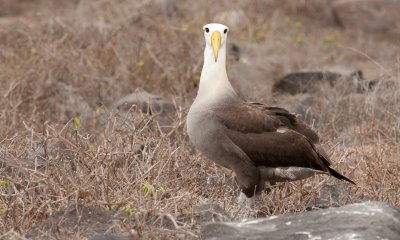 Waved albatross 01_1054.JPG