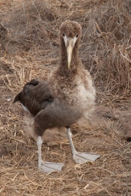 Waved albatross chick 01_1055.JPG