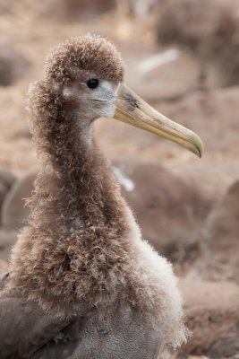waved albatross chick close up_1056.JPG