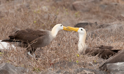 Waved albatross couple_1058.JPG