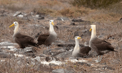 waved albatross couples_1059.JPG