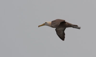 Waved albatross in flight 01_1060.JPG