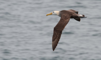 waved albatross in flight 02_1061.JPG