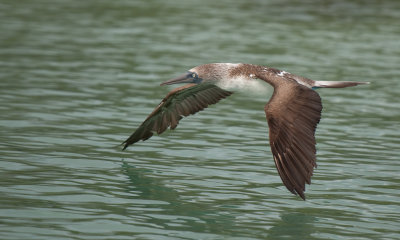 BF Booby in flight 01_1064.JPG