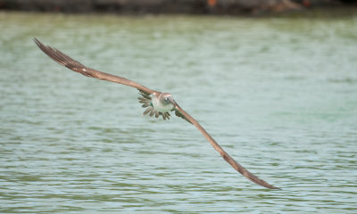 BF Booby in flight 03_1066.JPG
