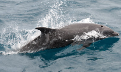 bottlenose bowrider 01_1067.JPG