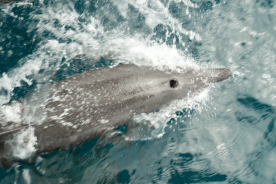 bottlenose bowrider 02_1068.JPG