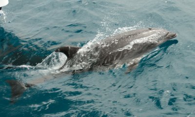bottlenose bowrider 03_1069.JPG