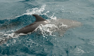 bottlenose bowrider 04_1070.JPG