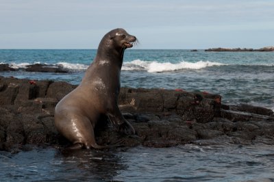 Bull onFloreana_1071.JPG