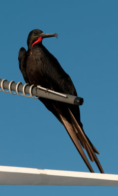 Frigatebird on Archipell II_1077.JPG