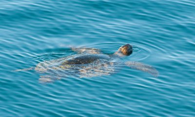 sea turtle by Archipell 02_1079.JPG