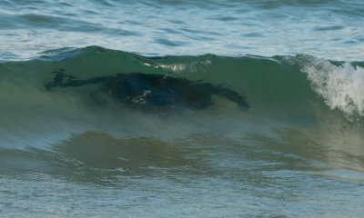 Sea turtle in surf cormorant point_1080.JPG