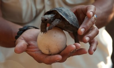 Baby tortoise with egg_1085.JPG