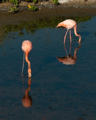 Flamingos on Isabela_1090.JPG