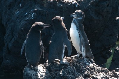 Galapagos Penguin 01_1092.JPG
