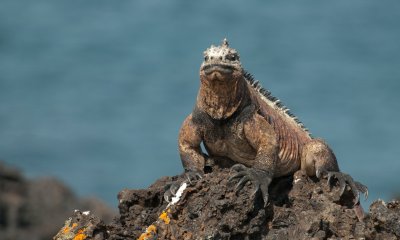 Male Iguana on rock_1098.JPG