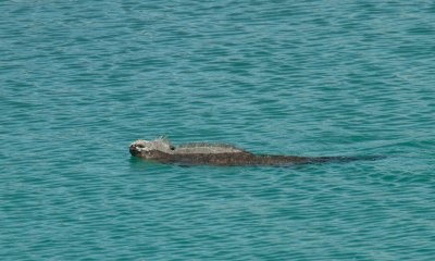 Marine Iguana swimming in lagoon_1100.JPG