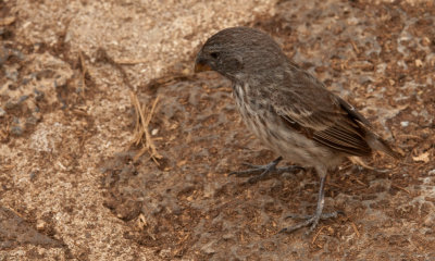 Darwin Finch 03_1106.JPG