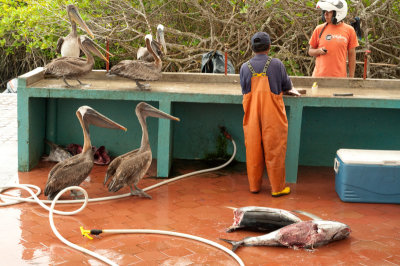 Fish Market_1107.JPG
