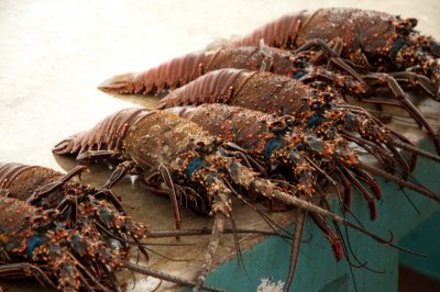 Fresh lobster_1108.JPG