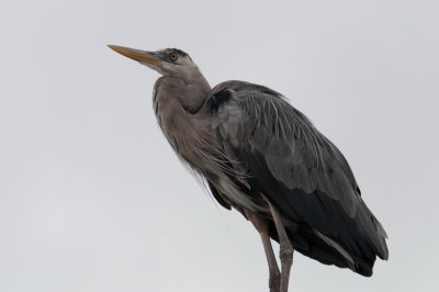 Great Blue Heron_1110.JPG