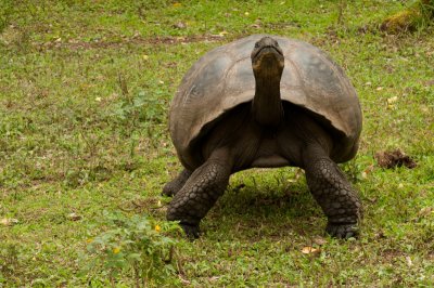 Standing Tortoise_1116.JPG