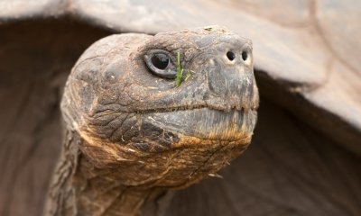 Tortoise close up 01_1117.JPG