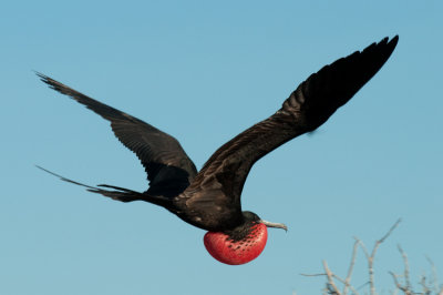 Frigatebird in flight with sac_1124.JPG