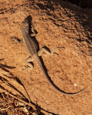 Lava Lizard on Seymour_1136.JPG