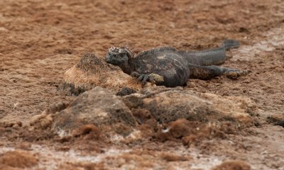 Marine Iguana at rest_1138.JPG
