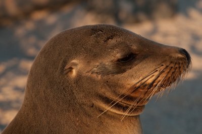sea lion close up_1143.JPG