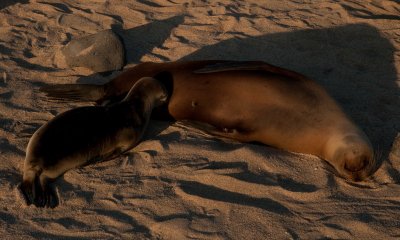 Seymour Sea lions_1144.JPG